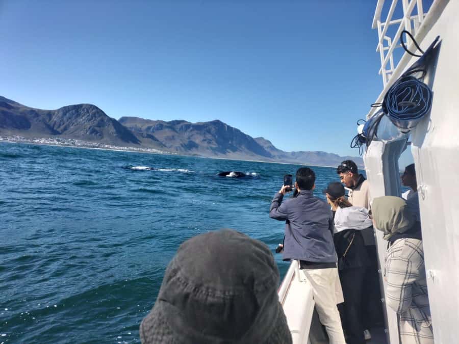 Private Tour: Hermanus- Boat Based Whale Watching Experience - Why the boat trip is the heart of the day