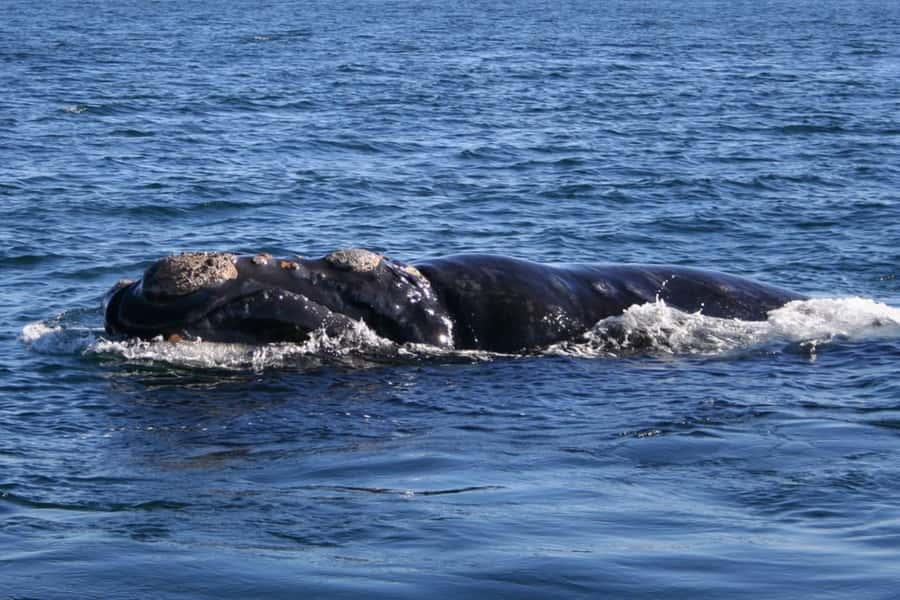 Private Tour: Hermanus- Boat Based Whale Watching Experience - Gordon’s Bay and Clarence Drive