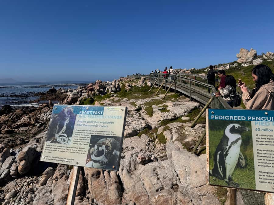 Private Tour: Hermanus- Boat Based Whale Watching Experience - Stony Point penguin colony at Betty’s Bay