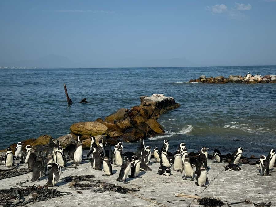 Private Tour: Hermanus- Boat Based Whale Watching Experience - What the $370 price really covers