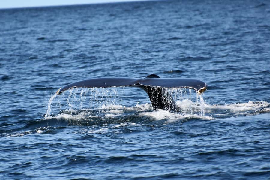 Private Tour: Hermanus- Boat Based Whale Watching Experience - Starting with Cape Town and the coastal road