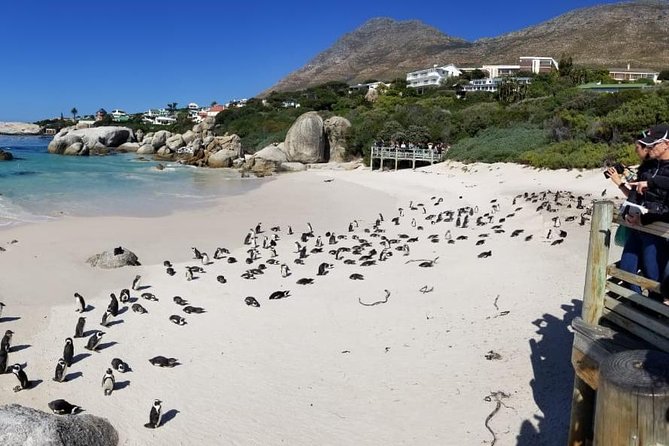Private Tour Of Penguins, Cape Of Good Hope & Peninsula. - Scarborough Beach, a quieter coastal pause
