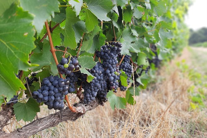 Private Wine Tour of Stellenbosch, Franschhoek and Paarl - Stellenbosch: food, wine, and old estates