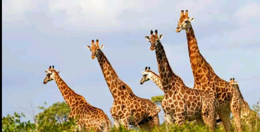 Schotia Safaris: Best Wildlife Encounters in Port Elizabeth - Key points to know before booking