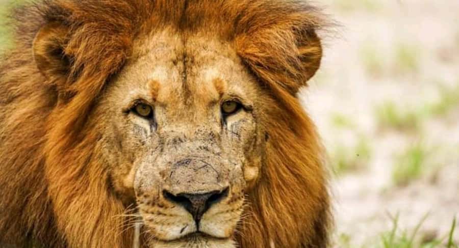 Schotia Safaris: Best Wildlife Encounters in Port Elizabeth - What the high ratings mean, and where to stay cautious