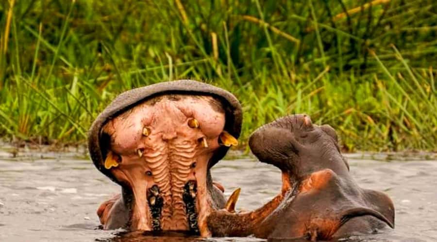 Schotia Safaris: Best Wildlife Encounters in Port Elizabeth - Leaving Port Elizabeth for Schotia Reserve