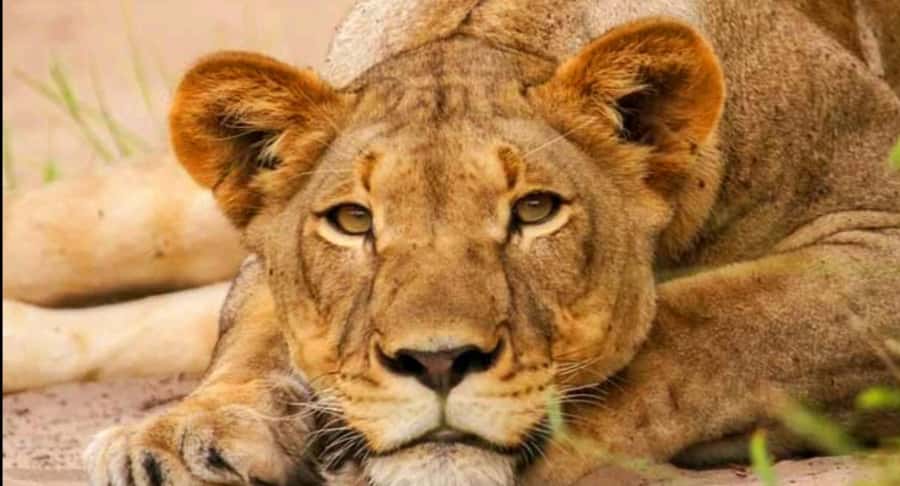 Schotia Safaris: Best Wildlife Encounters in Port Elizabeth - Finding elephants, lions, zebras, and giraffes