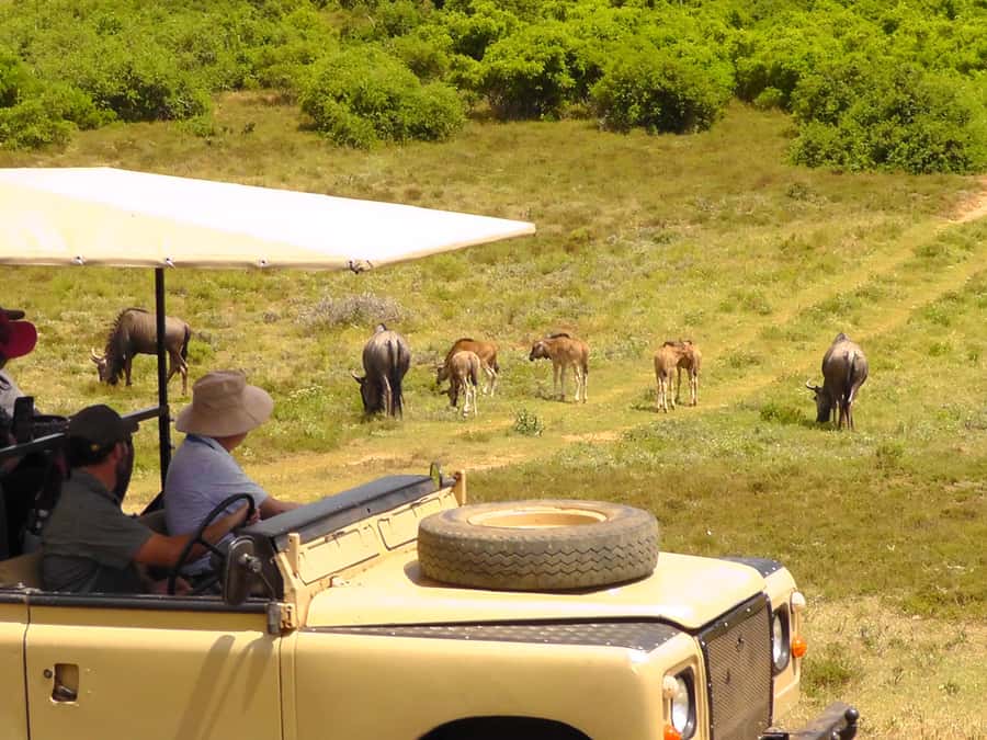Schotia Safaris: Best Wildlife Encounters in Port Elizabeth - Is $227 per person good value?