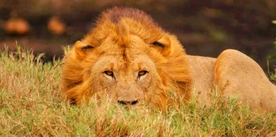 Schotia Safaris: Best Wildlife Encounters in Port Elizabeth - Timing, pickup, and port-day planning