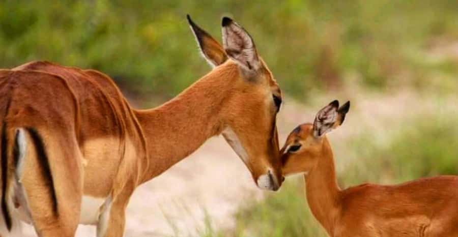 Schotia Safaris: Best Wildlife Encounters in Port Elizabeth - Comfort and practical preparation