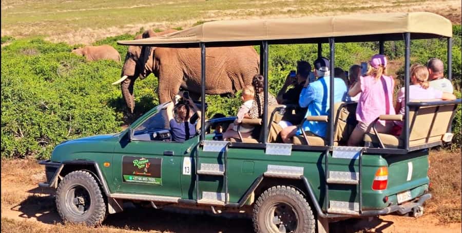 Schotia Safaris: Best Wildlife Encounters in Port Elizabeth - Four hours in an open safari vehicle