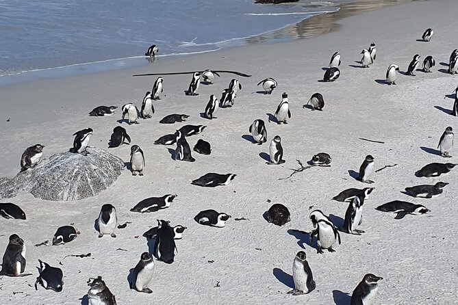 Seal Island,Cape of Good Hope&Penguins Shared Tour,From Cape Town - Bo-Kaap and the Atlantic seaboard