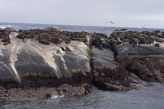 Seal Island,Cape of Good Hope&Penguins Shared Tour,From Cape Town - Chapman’s Peak, one of the day’s best drives