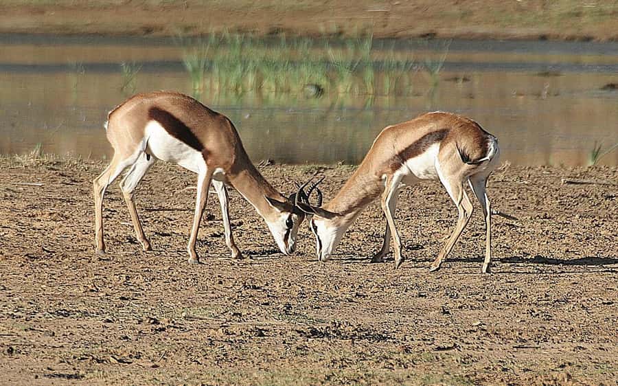 Self drive Aquila Safari Game Reserve Sunset Game Drive - Key points at a glance