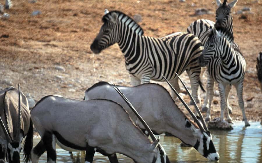 Self drive Aquila Safari Game Reserve Sunset Game Drive - The question of natural wildlife viewing