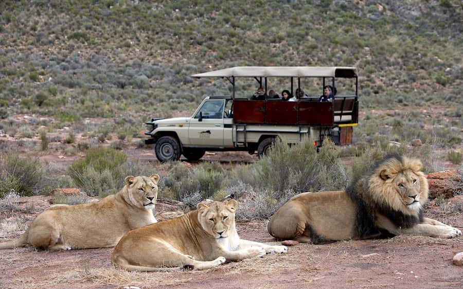 Self drive Aquila Safari Reserve Early Morning Game Drive - Key points to know before you book