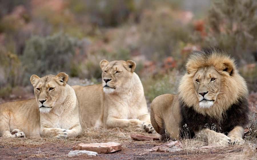 Self drive Aquila Safari Reserve Early Morning Game Drive - Why Aquila works as a Cape Town safari