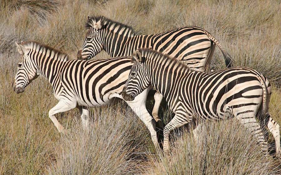 Self drive Aquila Safari Reserve Early Morning Game Drive - Riding in the shared open 4x4 truck