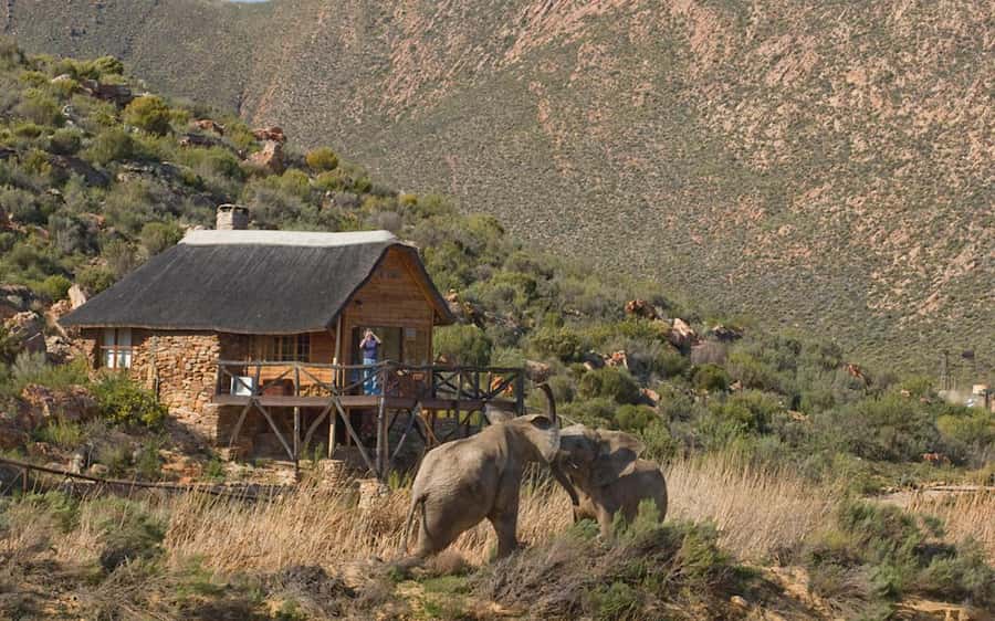 Self drive Aquila Safari Reserve Early Morning Game Drive - What the three-hour itinerary feels like