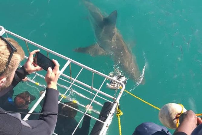 Shark Cage Diving - Equipment, food, and comfort at sea