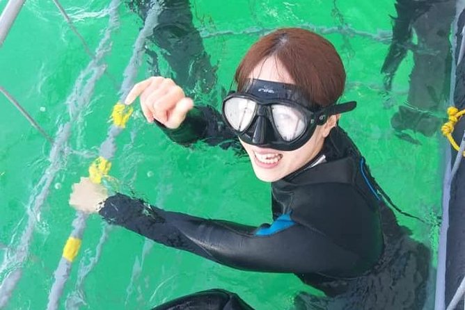 Shark Cage Diving - Is $118.40 a fair price?