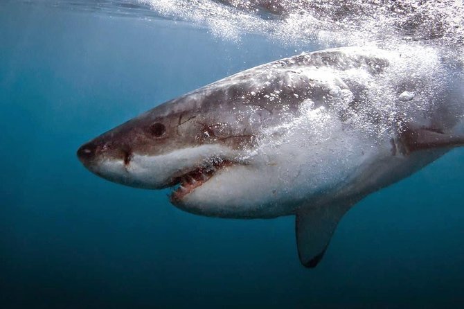 Shark Cage Diving - Adventure Meets Conservation! - From Gansbaai Crew House to the Open Sea