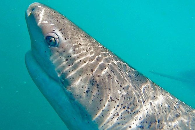 Shark Cage Diving - Adventure Meets Conservation! - The Return to Gansbaai and the Post-Trip Meal