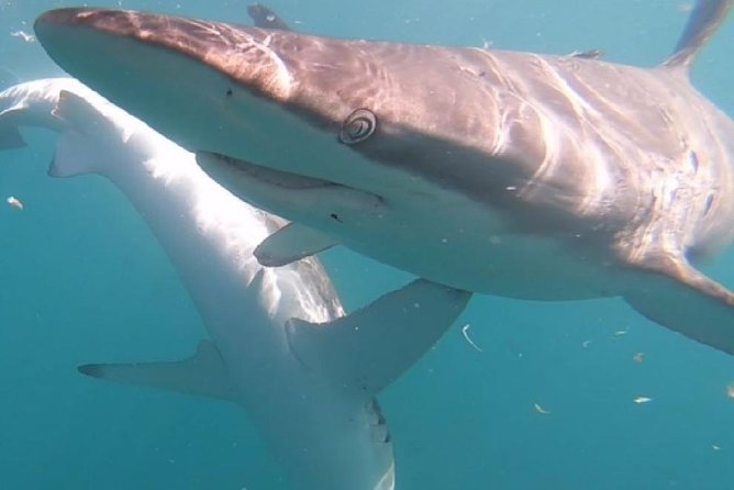 Shark Cage Diving - Adventure Meets Conservation! - Weather, Visibility, and Seasickness
