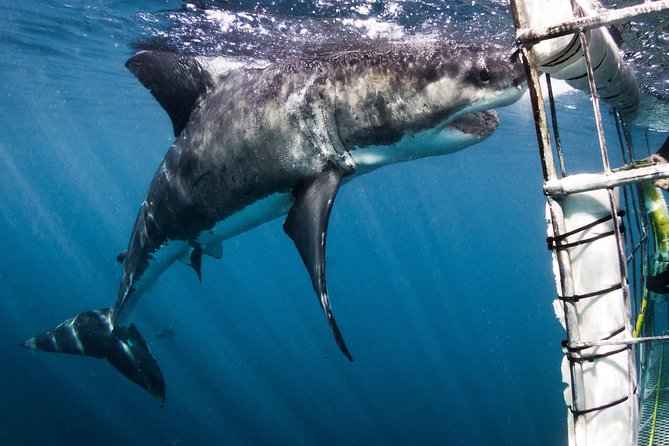 Shark Cage Diving - Adventure Meets Conservation! - The Cage and Your Turn Below the Surface