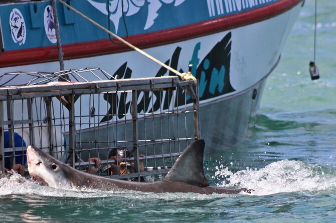 Shark Cage Diving and Viewing with transport from Cape Town - Getting into the cage and back out again