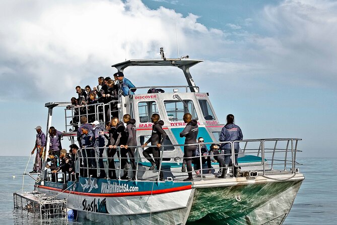 Shark Cage Diving and Viewing with transport from Cape Town - The marine guides add meaning to the encounter