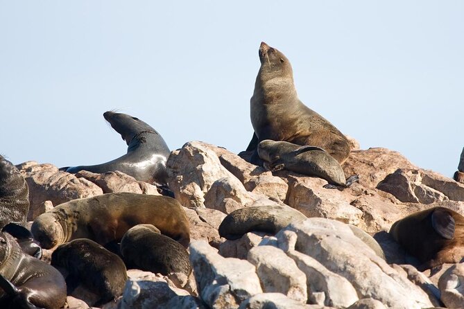 Shark Cage Diving and Viewing with transport from Hermanus - Key points to know before booking