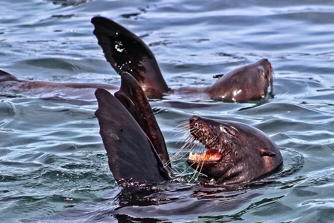 Shark Cage Diving and Viewing with transport from Hermanus - From Hermanus to Gansbaai by scenic coastal road