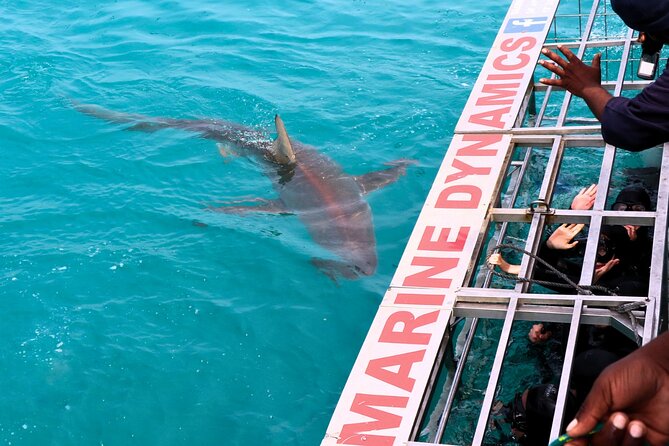 Shark Cage Diving and Viewing with transport from Hermanus - Weather, wildlife, and the voucher policy