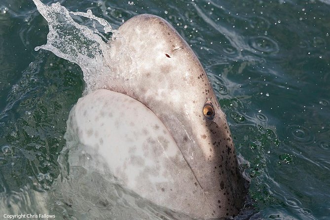 Shark Cage Diving Cape Town - Simon’s Town briefing and the White Pointer II