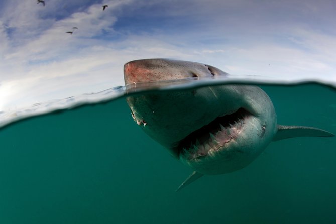 Shark Cage Diving Cape Town - The boat ride to Seal Island