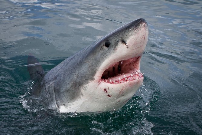 Shark Cage Diving Viewing Only - Key points to know before you book