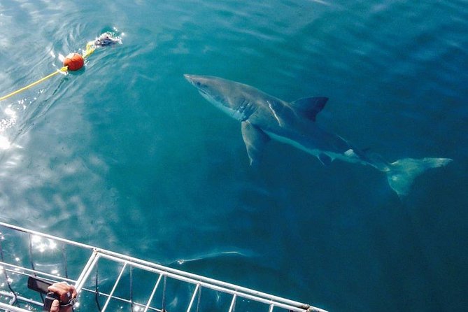 Shark Cage Diving Viewing Only - Starting at 9 Kus Drive in Gansbaai