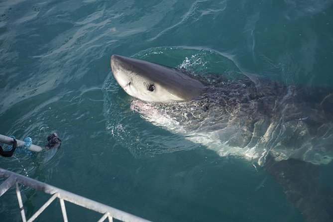 Shark Cage Diving Viewing Only - What you may see around Gansbaai