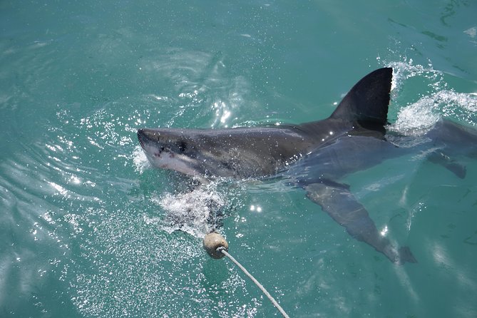 Shark Cage Diving Viewing Only - How the group size affects the day