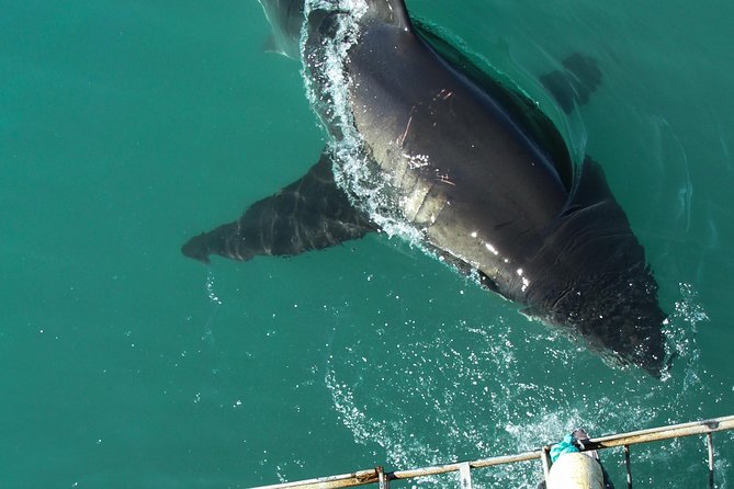 Shark Cage Diving Viewing Only - Staying dry while the cage action happens