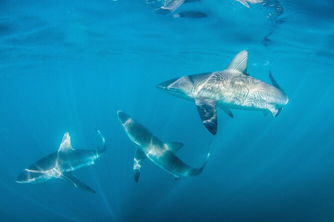 Shark Explorers - What makes the shark cage experience special