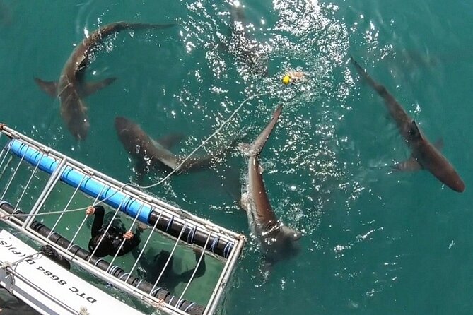 Shark Explorers - Arriving in Simon’s Town and getting ready