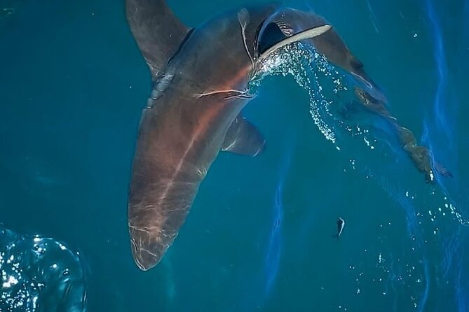 Shark Explorers - Entering the cage and watching for sharks