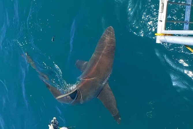 Shark Explorers - Other wildlife around the shark search