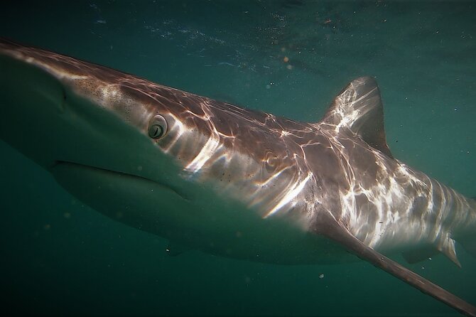 Shark Explorers - Who will enjoy this most