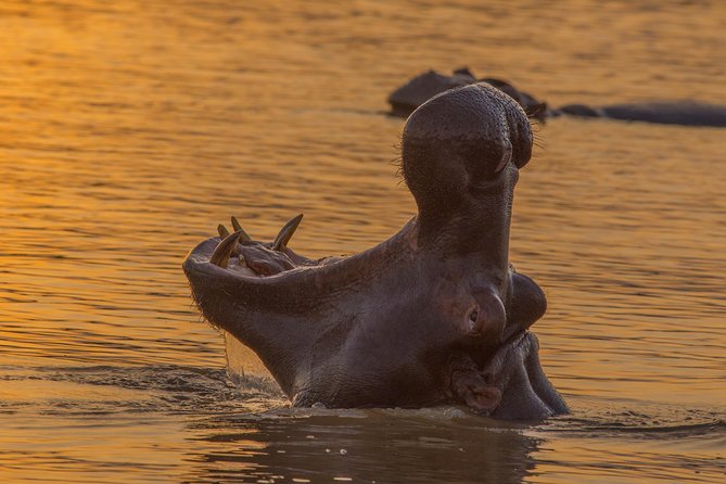 Shoreline Hippo and Crocodile Boat Cruises, iSimangaliso Wetland Park - The small boat makes a real difference