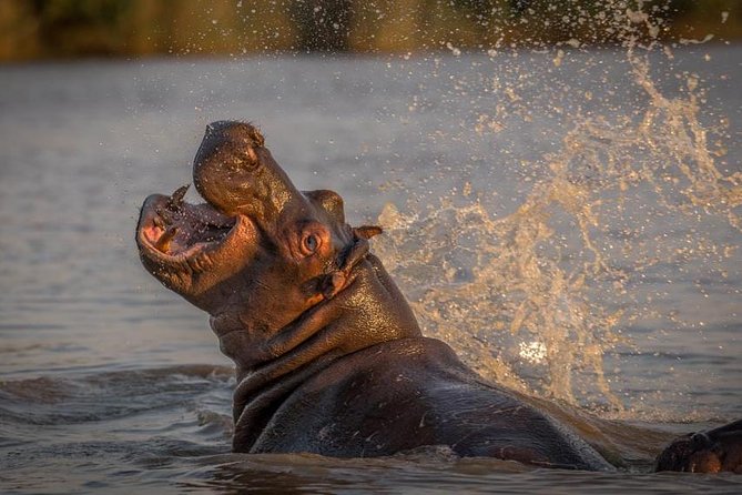 Shoreline Hippo and Crocodile Boat Cruises, iSimangaliso Wetland Park - The guide can make or break the cruise