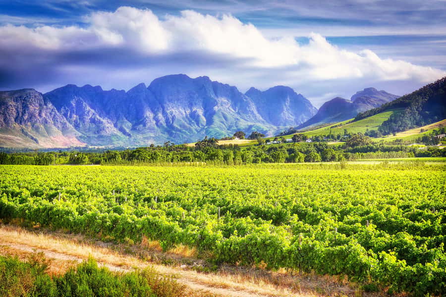 Sip & Savor : A Perfect Half-day Wine Escape to Stellenbosch - Fairview Wine and Cheese