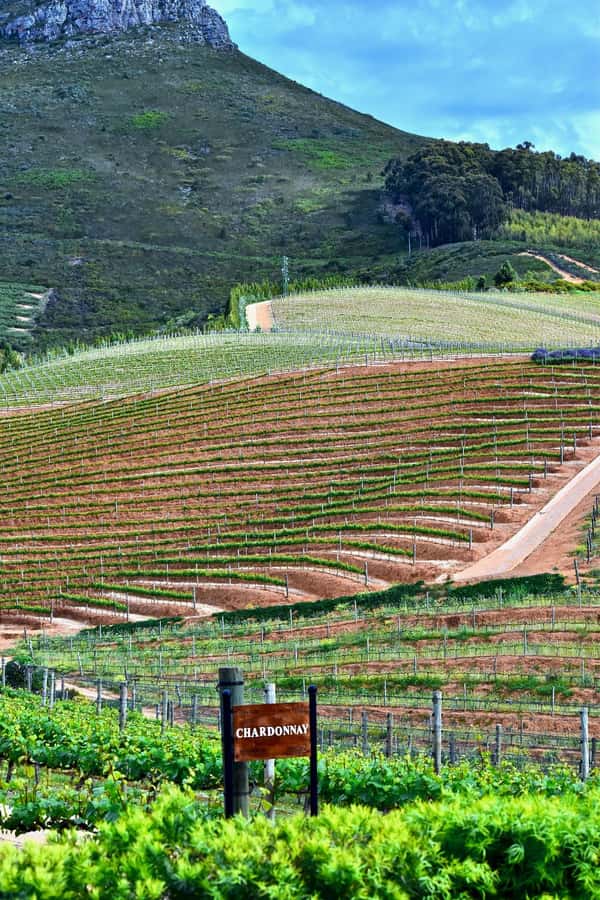 Sip & Savor : A Perfect Half-day Wine Escape to Stellenbosch - Should you book the Stellenbosch wine escape?